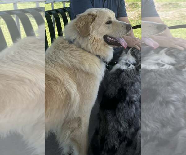 Medium Photo #2 Great Pyrenees Puppy For Sale in Dallas, TX, USA