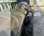 Small #1 Great Pyrenees