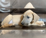 Small Photo #16 Great Dane Puppy For Sale in CLOVER, SC, USA