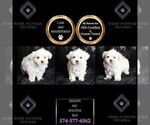 Small Photo #117 Maltese Puppy For Sale in WARSAW, IN, USA