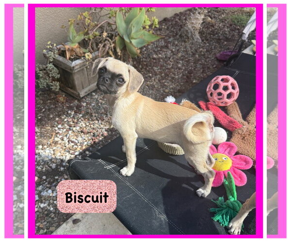 Medium Photo #5 Puggle Puppy For Sale in Lake Elsinore, CA, USA