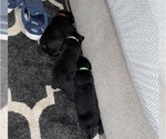 Small #3 Cane Corso