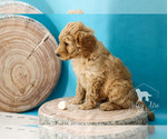 Small Photo #11 Goldendoodle Puppy For Sale in CARLOCK, IL, USA