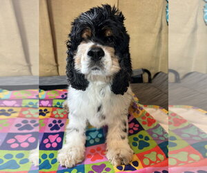 Cocker Spaniel Dogs for adoption in Pacolet, SC, USA