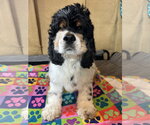 Small Cocker Spaniel