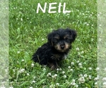 Small #1 YorkiePoo
