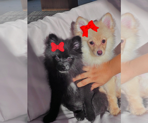 Pomeranian Puppy for sale in PALMDALE, CA, USA