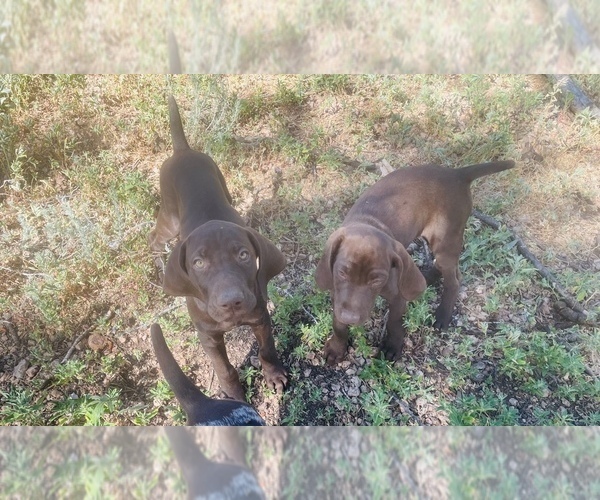 Medium Photo #56 German Shorthaired Pointer Puppy For Sale in DENVER, CO, USA