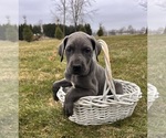 Small #1 Great Dane