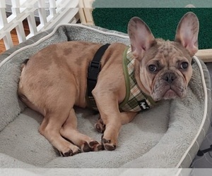 French Bulldog Puppy for sale in MANHATTAN, NY, USA
