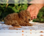 Small #23 Poodle (Toy)
