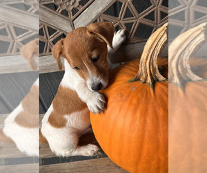 Jack Russell Terrier Puppy for sale in NASHVILLE, NC, USA