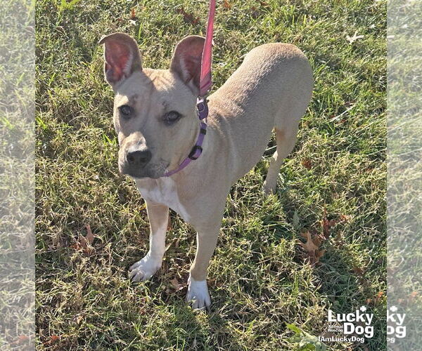 Medium Photo #6 Mutt Puppy For Sale in Washington, DC, USA