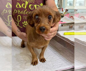 Havanese Dogs for adoption in Benton, LA, USA