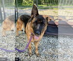 Small #1 German Shepherd Dog