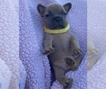 Puppy 3 French Bulldog
