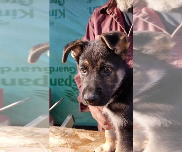 Medium Photo #3 German Shepherd Dog Puppy For Sale in SHERIDAN, OR, USA