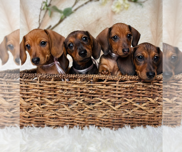 Medium Photo #1 Dachshund Puppy For Sale in LAVONIA, GA, USA
