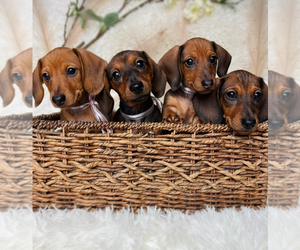 Dachshund Puppy for Sale in LAVONIA, Georgia USA