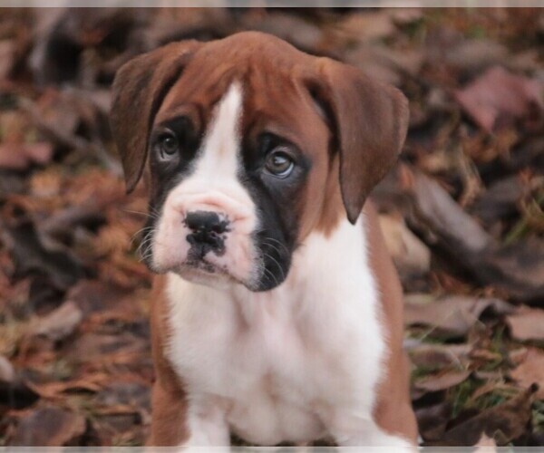 Medium Photo #11 Boxer Puppy For Sale in SHIPSHEWANA, IN, USA