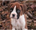 Small #10 Boxer