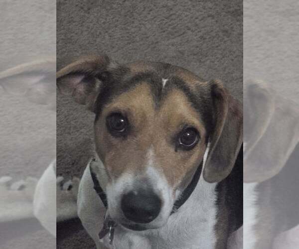 Medium Photo #6 Beagle Puppy For Sale in Crete, IL, USA