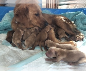 Mother of the Golden Retriever puppies born on 05/03/2023