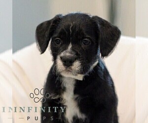 French Bulldog-Goldendoodle Mix Puppy for sale in YORK, PA, USA