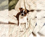 Small #4 Chihuahua