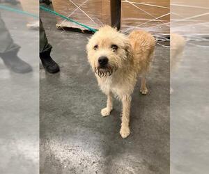 Poocan Dogs for adoption in Orange, CA, USA