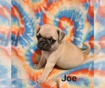 Puppy JOE Pug