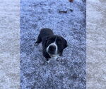 Small #1 Bulldog Mix