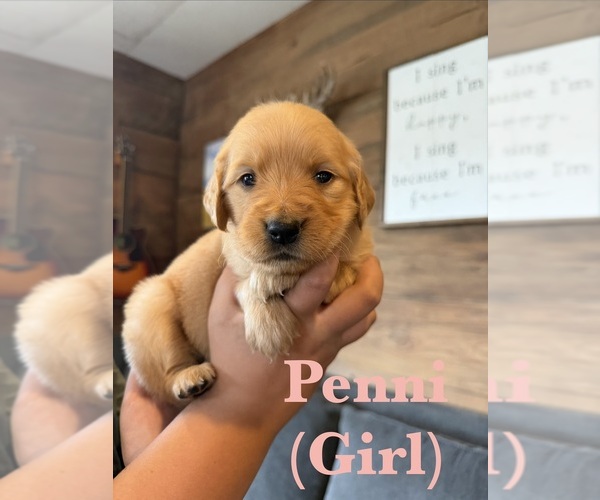 Medium Photo #2 Golden Retriever Puppy For Sale in NORTHPORT, WA, USA