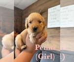 Small #1 Golden Retriever