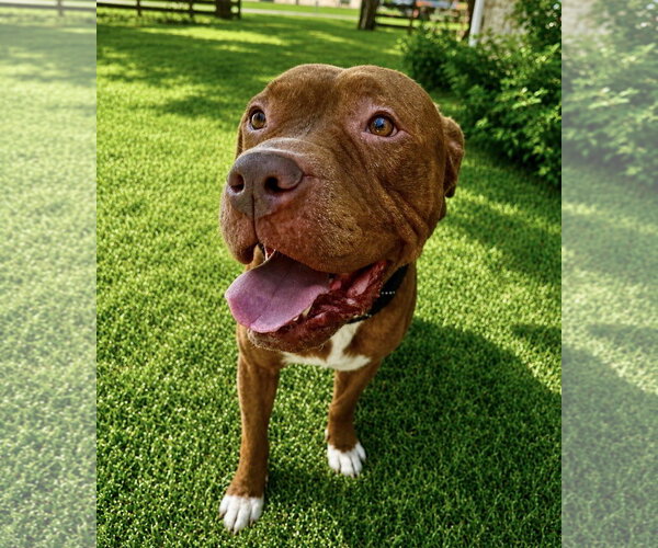 Medium Photo #10 Mastiff-Staffordshire Bull Terrier Mix Puppy For Sale in Houston, TX, USA