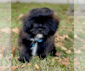 Shih-Poo Puppy for Sale in HESPERIA, California USA