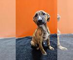 Small Doberman Pinscher-Holland Shepherd Mix