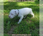 Small Photo #59 Dogo Argentino Puppy For Sale in JANE, MO, USA