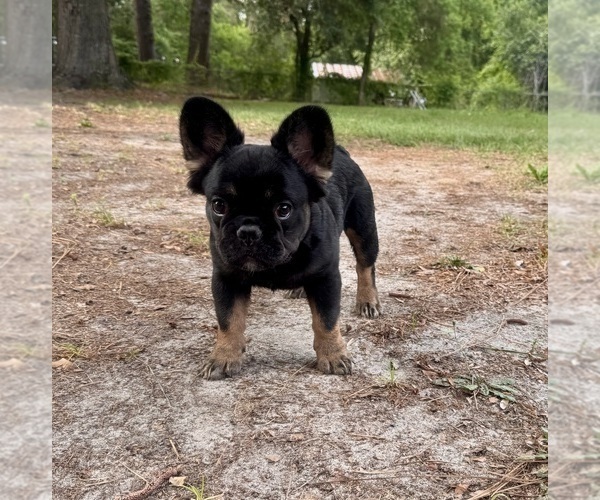 Medium Photo #2 French Bulldog Puppy For Sale in BONNEAU, SC, USA