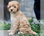 Small #3 Cavapoo (Miniature)