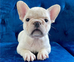 Small Photo #1 French Bulldog Puppy For Sale in SANTA MONICA, CA, USA
