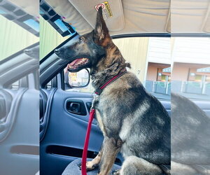 Kota - Female German Shepherd Dog Dog for Adoption - Photo #2