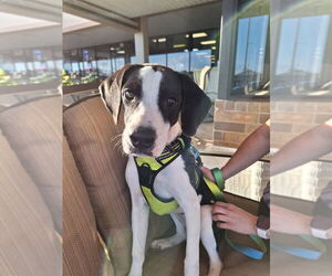 Mutt Dogs for adoption in Mundelein, IL, USA