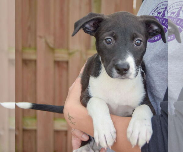 Medium Photo #3 Australian Shepherd-Unknown Mix Puppy For Sale in Huntley, IL, USA