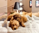 Small Photo #3 Poodle (Toy) Puppy For Sale in RIVERSIDE, CA, USA