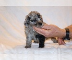 Small #11 Poodle (Toy)