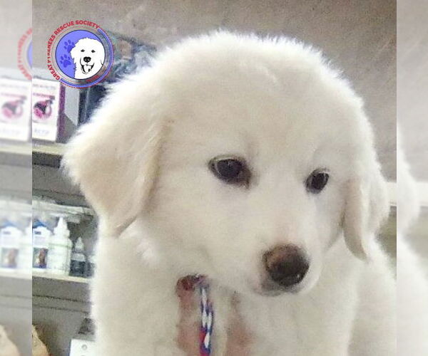 Medium Photo #1 Great Pyrenees Puppy For Sale in Spring, TX, USA