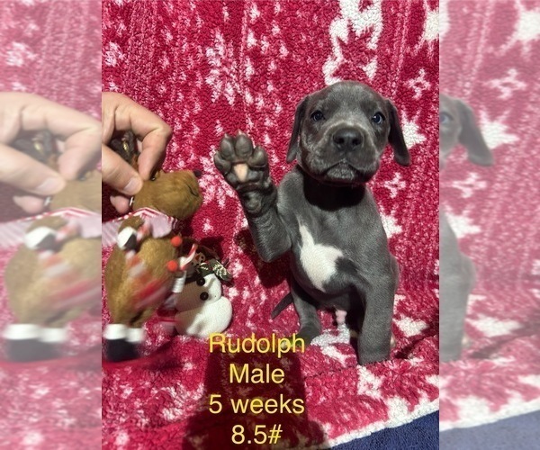 Medium Photo #3 Great Dane Puppy For Sale in WILLIS, TX, USA