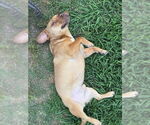 Small #5 Dachshund Mix