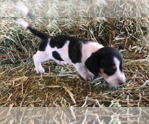 Dachshund Puppy for sale in LLANO, TX, USA